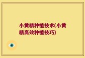 小黄精种植技术(小黄精高效种植技巧)