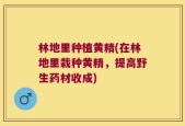 林地里种植黄精(在林地里栽种黄精，提高野生药材收成)