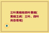 三叶黄精和四叶黄精(黄精之间：三叶、四叶共存奇观)