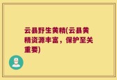云县野生黄精(云县黄精资源丰富，保护至关重要)