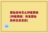 原始森林怎么种植黄精(种植黄精：恢复原始森林生态系统)
