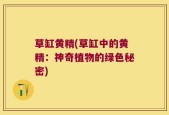 草缸黄精(草缸中的黄精：神奇植物的绿色秘密)