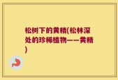 松树下的黄精(松林深处的珍稀植物——黄精)