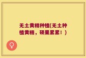 无土黄精种植(无土种植黄精，硕果累累！)