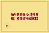 烛叶黄精图片(烛叶黄精：神奇植物的瑰宝)