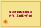 遍地是黄精(黄精遍地开花，富有医疗价值)