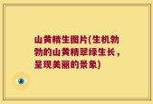 山黄精生图片(生机勃勃的山黄精翠绿生长，呈现美丽的景象)