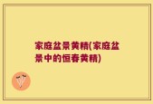 家庭盆景黄精(家庭盆景中的恒春黄精)