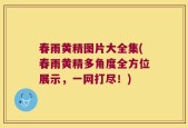春雨黄精图片大全集(春雨黄精多角度全方位展示，一网打尽！)