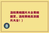 洛阳黄精图片大全黄精图赏，洛阳黄精高清图片大全！)