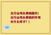 太行山鸡头黄精图片(太行山鸡头黄精的外观长什么样子？)