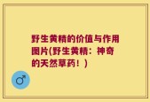 野生黄精的价值与作用图片(野生黄精：神奇的天然草药！)