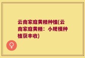 云南家庭黄精种植(云南家庭黄精：小规模种植获丰收)
