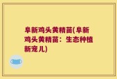 阜新鸡头黄精苗(阜新鸡头黄精苗：生态种植新宠儿)