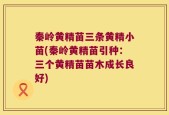 秦岭黄精苗三条黄精小苗(秦岭黄精苗引种：三个黄精苗苗木成长良好)