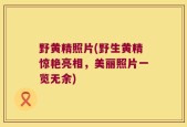 野黄精照片(野生黄精惊艳亮相，美丽照片一览无余)