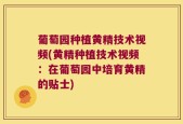 葡萄园种植黄精技术视频(黄精种植技术视频：在葡萄园中培育黄精的贴士)