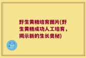 野生黄精培育图片(野生黄精成功人工培育，揭示新的生长奥秘)