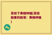 荔枝下黄精种植(荔枝园里的新宠：黄精种植)