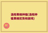 洛阳黄精种植(洛阳种植黄精优势和困境)