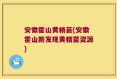 安徽霍山黄精苗(安徽霍山新发现黄精苗资源)