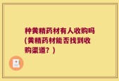 种黄精药材有人收购吗(黄精药材能否找到收购渠道？)