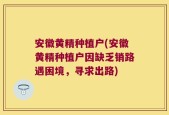 安徽黄精种植户(安徽黄精种植户因缺乏销路遇困境，寻求出路)