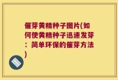 催芽黄精种子图片(如何使黄精种子迅速发芽：简单环保的催芽方法)