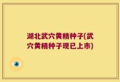 湖北武穴黄精种子(武穴黄精种子现已上市)