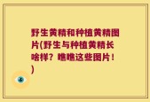 野生黄精和种植黄精图片(野生与种植黄精长啥样？瞧瞧这些图片！)
