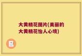 大黄精花图片(美丽的大黄精花怡人心境)