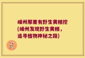 嵊州那里有野生黄精挖(嵊州发现野生黄精，追寻植物神秘之路)