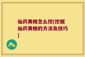 仙药黄精怎么挖(挖掘仙药黄精的方法及技巧)