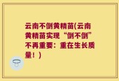 云南不倒黄精苗(云南黄精苗实现“倒不倒”不再重要：重在生长质量！)