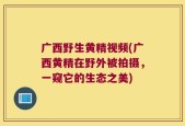 广西野生黄精视频(广西黄精在野外被拍摄，一窥它的生态之美)