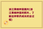 浙江黄精种苗图片(浙江黄精种苗的照片，了解这种草药成长的全过程)