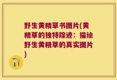 野生黄精草书图片(黄精草的独特踪迹：描绘野生黄精草的真实图片)