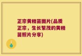 正宗黄精苗图片(品质正宗，生长繁茂的黄精苗照片分享)