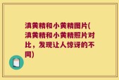 滇黄精和小黄精图片(滇黄精和小黄精照片对比，发现让人惊讶的不同)