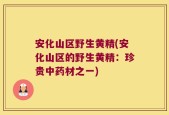 安化山区野生黄精(安化山区的野生黄精：珍贵中药材之一)