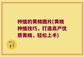 种植的黄精图片(黄精种植技巧，打造高产优质黄精，轻松上手)