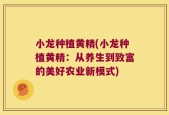 小龙种植黄精(小龙种植黄精：从养生到致富的美好农业新模式)