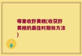 哪里收野黄精(收获野黄精的最佳时期和方法)