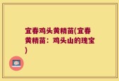 宜春鸡头黄精苗(宜春黄精苗：鸡头山的瑰宝)