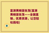富源黄精苗批发(富源黄精苗批发——全国直销，优质货源，让您轻松栽培)