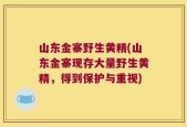 山东金寨野生黄精(山东金寨现存大量野生黄精，得到保护与重视)