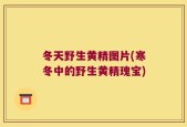 冬天野生黄精图片(寒冬中的野生黄精瑰宝)