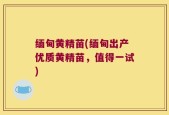 缅甸黄精苗(缅甸出产优质黄精苗，值得一试)