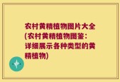 农村黄精植物图片大全(农村黄精植物图鉴：详细展示各种类型的黄精植物)