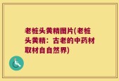 老桩头黄精图片(老桩头黄精：古老的中药材取材自自然界)